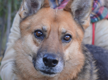 Todo lo que debe saber a la hora de adoptar mascota