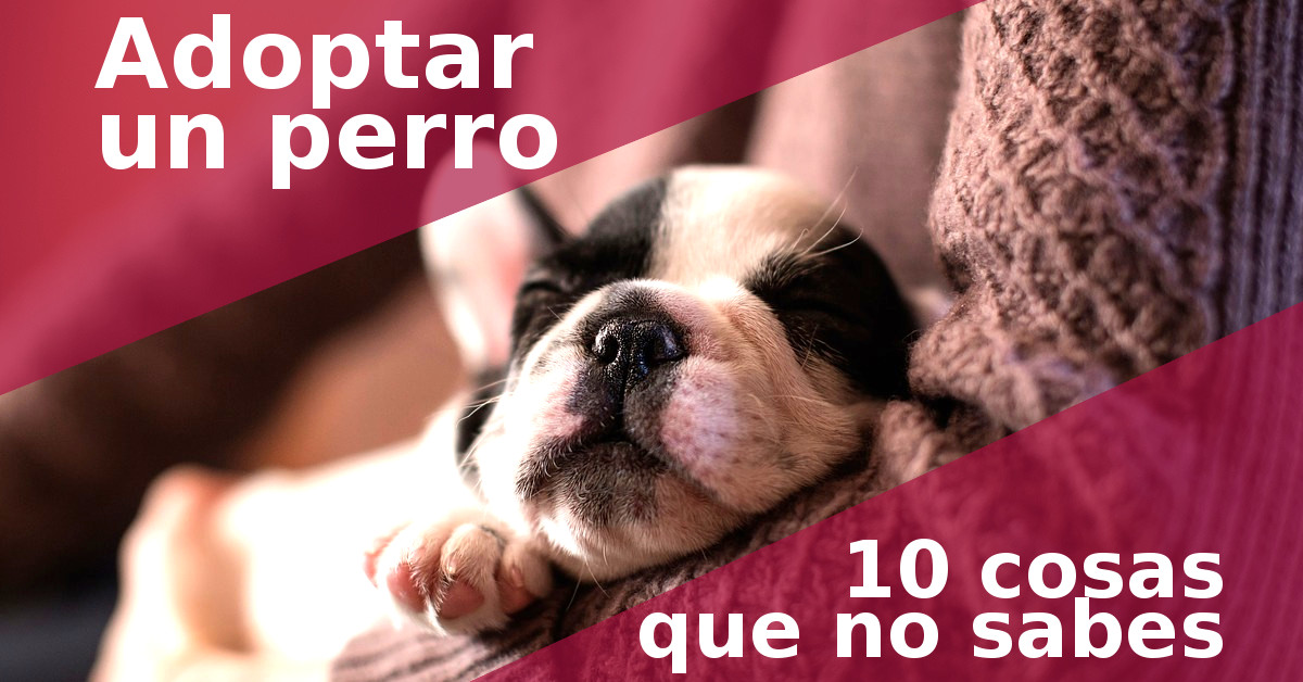 Si quieres conocer el significado de la palabra “felicidad”, adopta un  perro