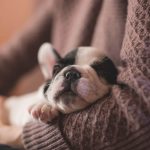 Adoptar Un Perro, 10 cosas que no sabes