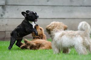 varios perros jugando